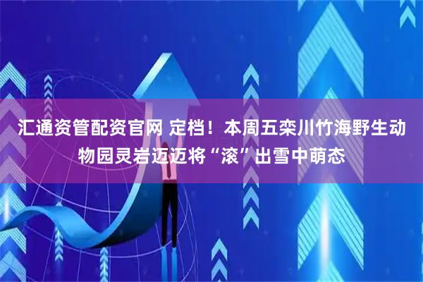 汇通资管配资官网 定档！本周五栾川竹海野生动物园灵岩迈迈将“滚”出雪中萌态